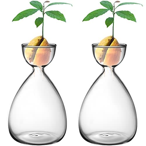 Avocado Pit Vase for Growing a Tree