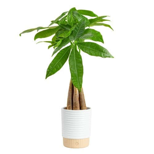 Braided Money Tree for Trapped Luck
