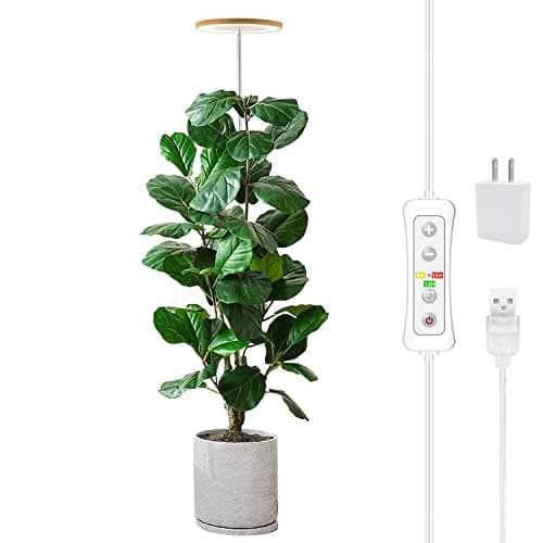 Grow Light That Rises With the Plant